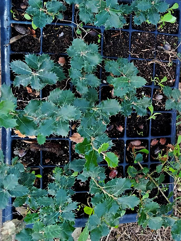Reforestando tierras en desuso