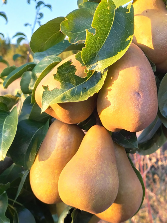 Frutales para reforestar