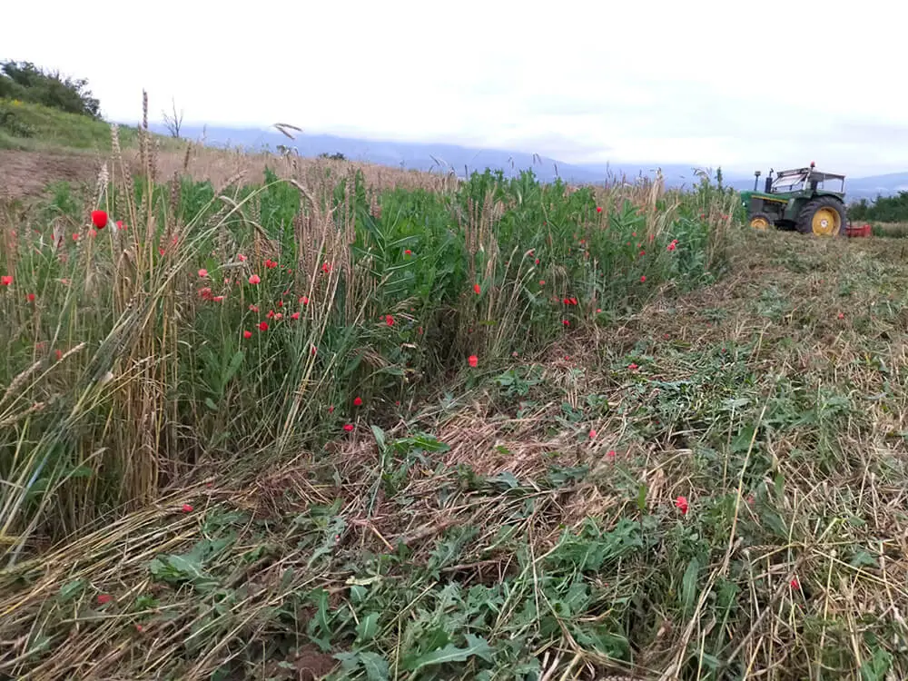 Paisaje mosaico Burgos
